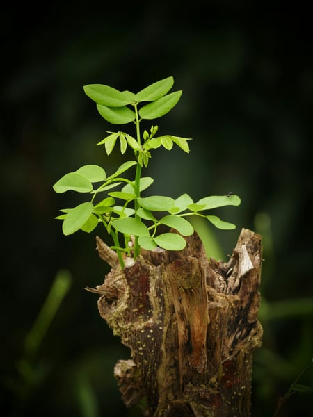9. Psychologische Resilienz